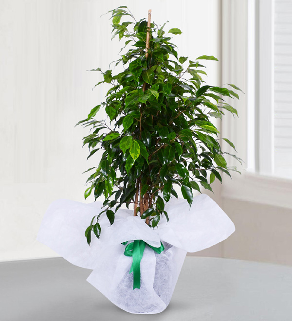 Daniella Ficus Benjamin