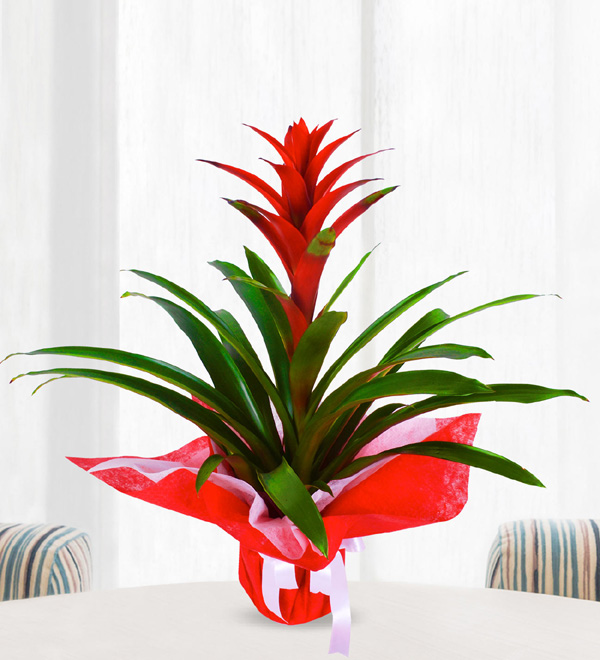 Guzmania Çiçeği