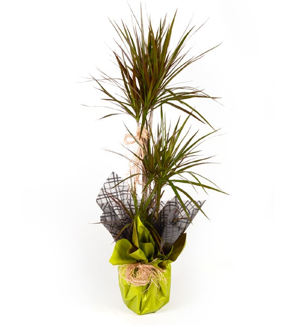 Dracena Marginata 3 lü