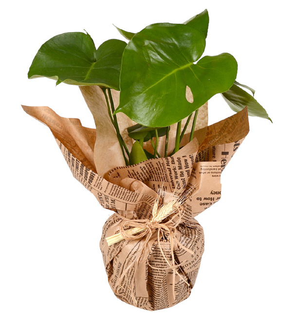 Monstera Bitkisi Deve Tabanı