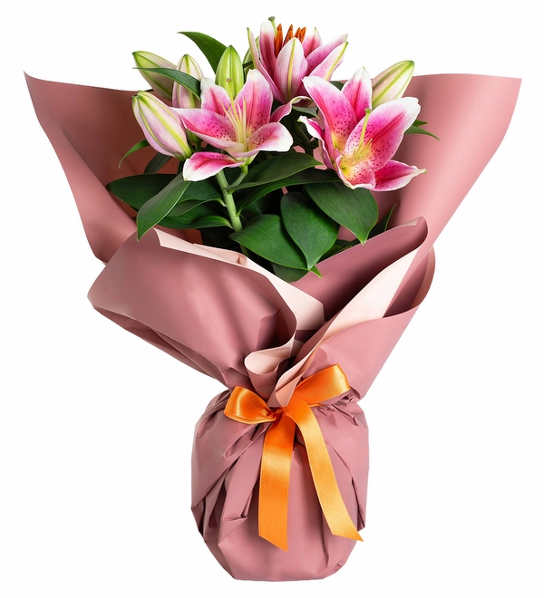 Royal Fragrant Pembe Lilyum Çiçeği
