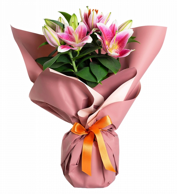 Royal Fragrant Pembe Lilyum Çiçeği