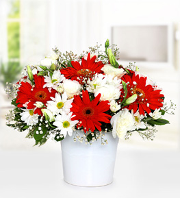 Gerbera ve Papatya