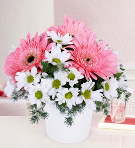 Gerbera Papatya Bahçesi