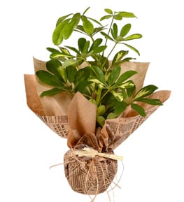 Schefflera Bitkisi