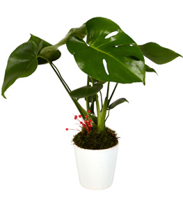 Everyday Life Saksıda Monstera Bitkisi