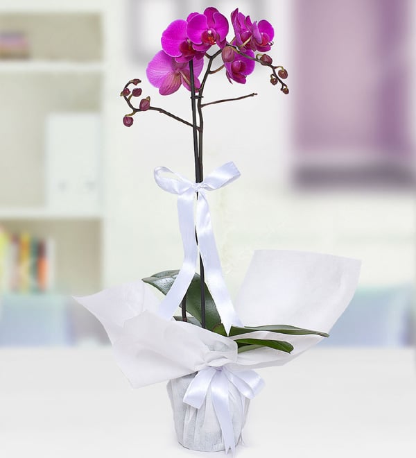 Mor Phalaenopsis Orkide