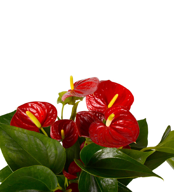 Antoryum �i�e�i