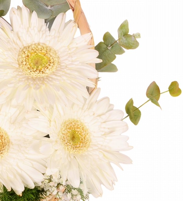 Beyaz Gerbera Sepeti