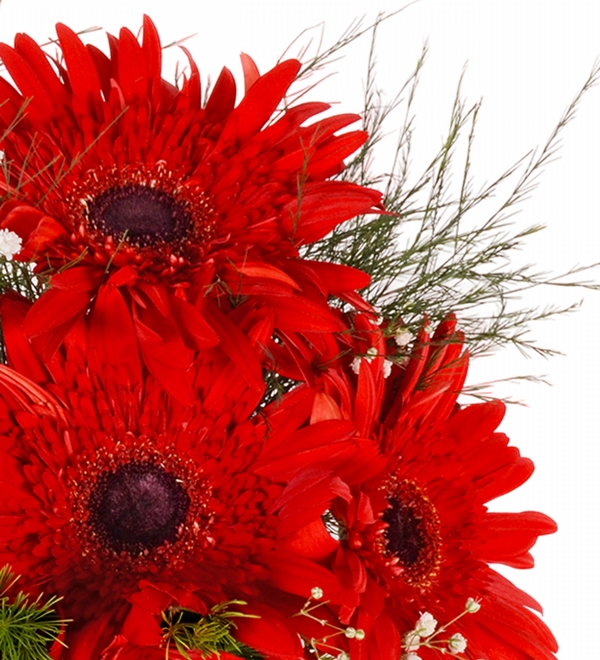 Siyah Polimer Vazoda K�rm�z� Gerberalar