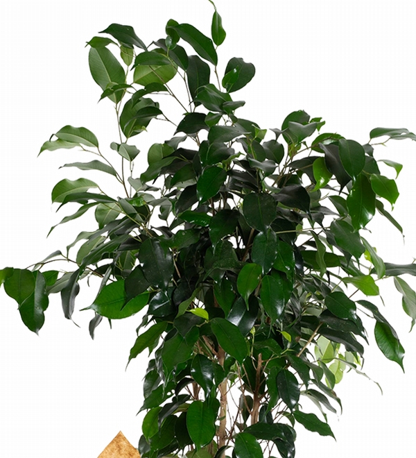 Kraft Ambalaj Ka��tl� Ficus Benjamin Bitkisi