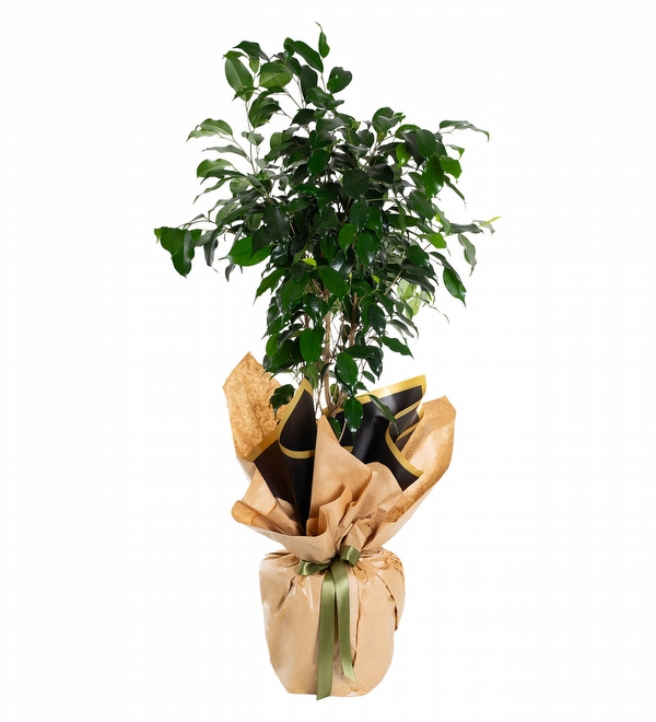 Kraft Ambalaj Ka��tl� Ficus Benjamin Bitkisi