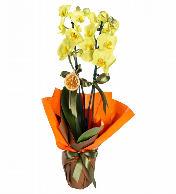 �ift Dall� Sar� Orkide �i�e�i