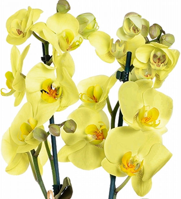 �ift Dall� Sar� Orkide �i�e�i