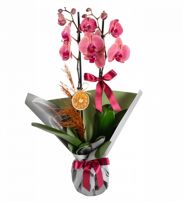 Gri Buket Ka��tl� Ate� Rengi Orkide