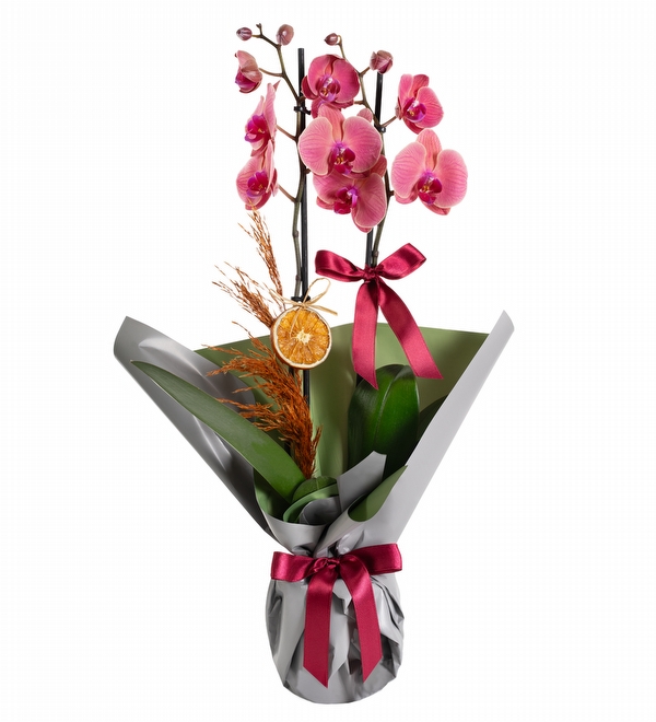 Gri Buket Ka��tl� Ate� Rengi Orkide