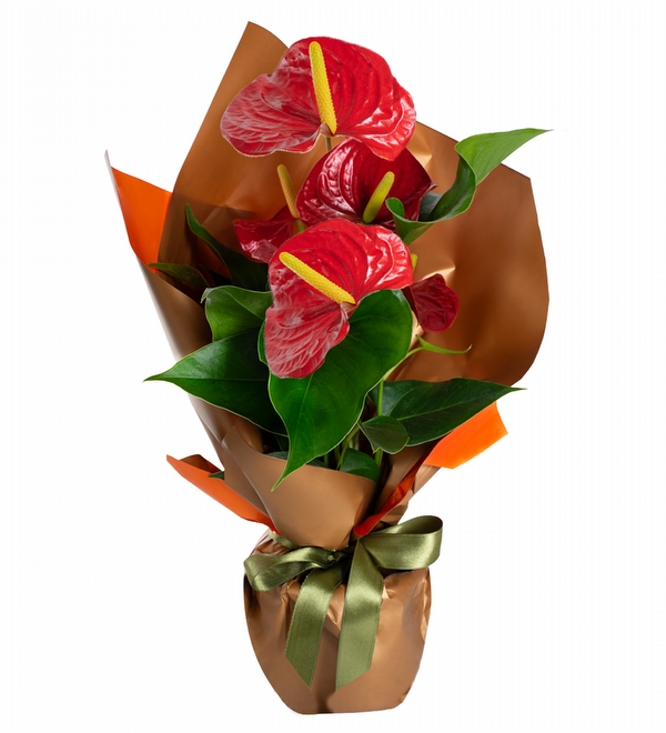 Ye�il Kurdeleli K�rm�z� Antoryum Bitkisi