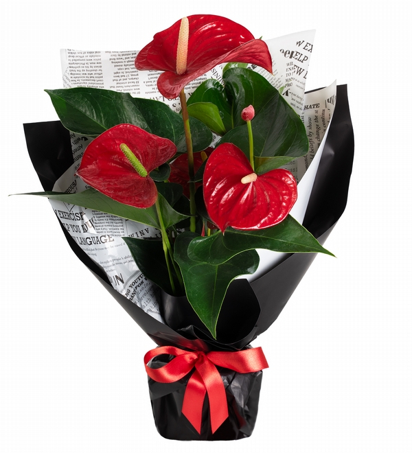 Siyah Ka��tl� K�rm�z� Antoryum �i�e�i