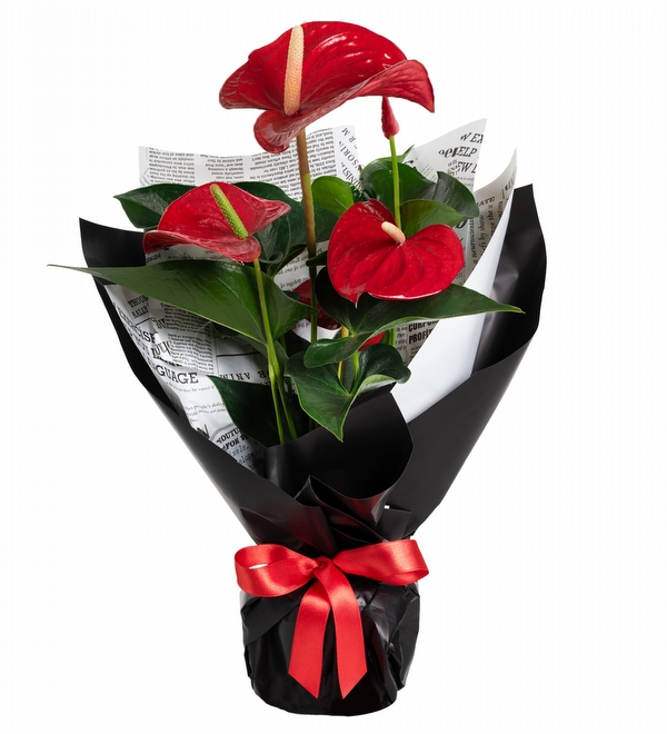 Siyah Ka��tl� K�rm�z� Antoryum �i�e�i
