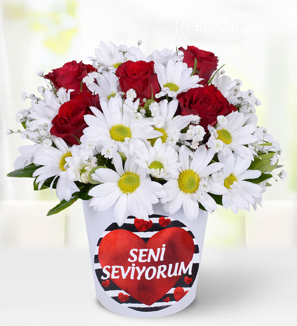 K�rm�z� G�l ve Papatyalar