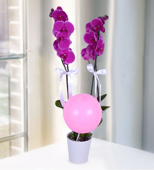 Pembe Balonlu �ift Dall� Mor Orkide