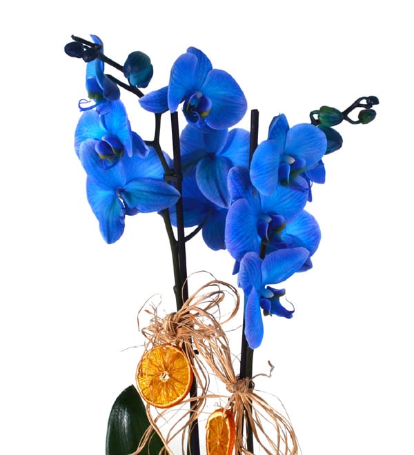 Magic Blue Saks�da Mavi Orkide