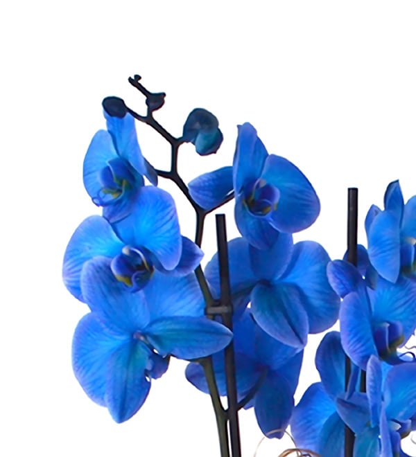 Magic Blue Saks�da Mavi Orkide