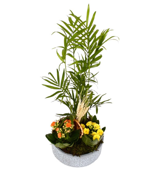 My Garden Kalan�olar ve �amadora