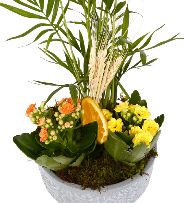 My Garden Kalan�olar ve �amadora