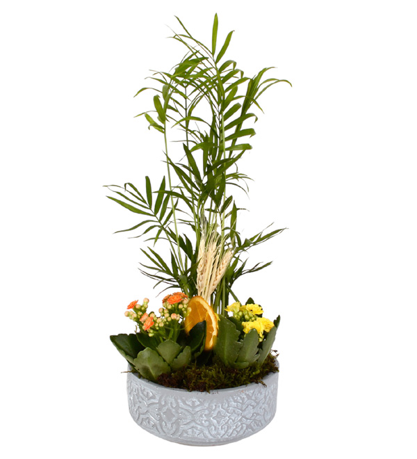 My Garden Kalan�olar ve �amadora