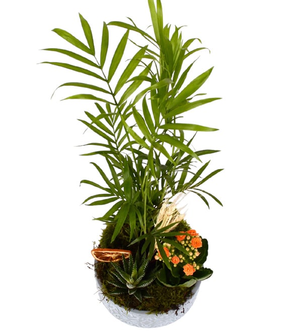 Green Garden Haworthia Kalan�o ve �amadora