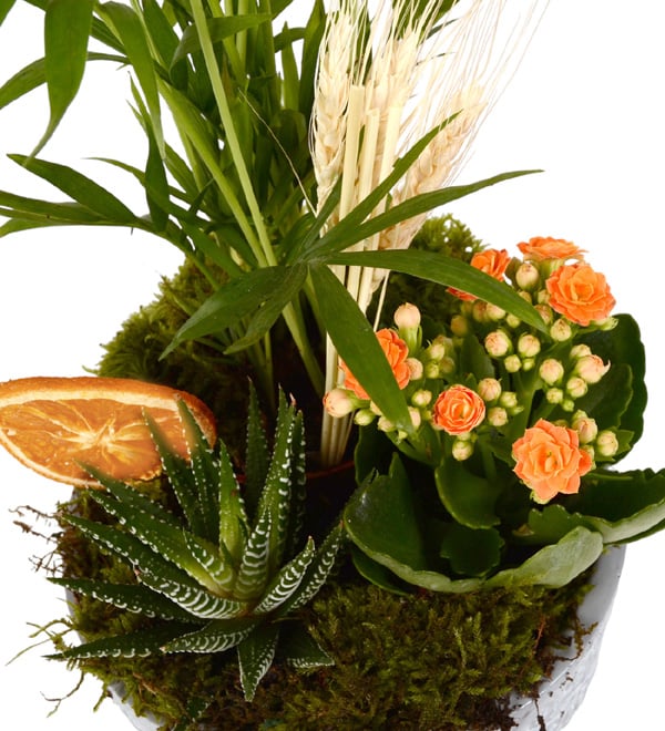 Green Garden Haworthia Kalan�o ve �amadora