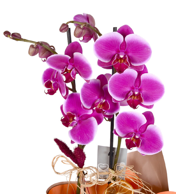 One Beautiful Turuncu Ka��tl� 2 Dall� Mor Orkide
