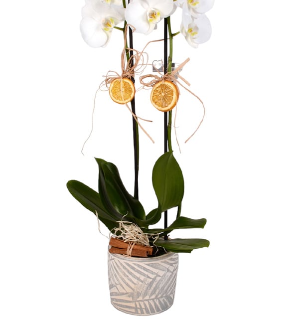 White Love Tasar�m Saks�da 2 Dall� Orkide