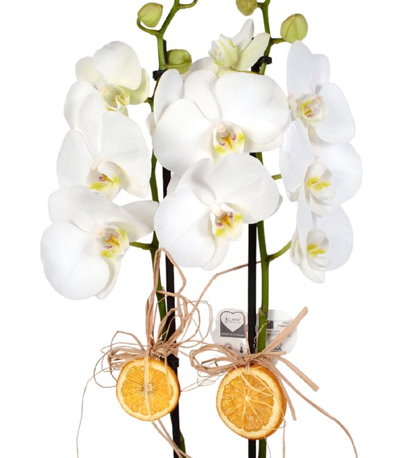 White Love Tasar�m Saks�da 2 Dall� Orkide