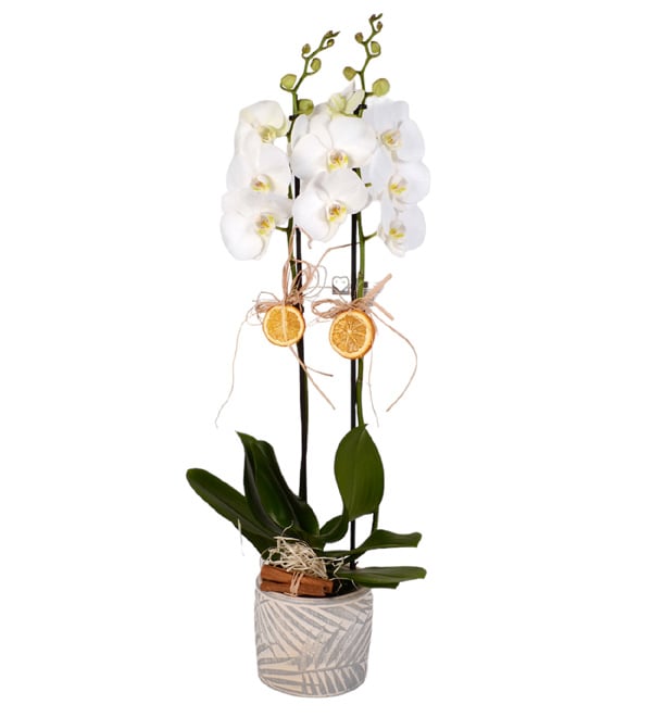 White Love Tasar�m Saks�da 2 Dall� Orkide