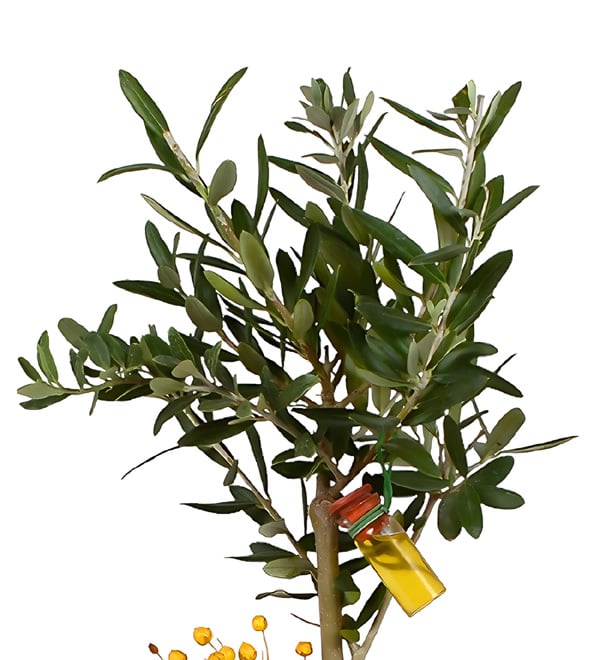 Green World Zeytin A�ac�