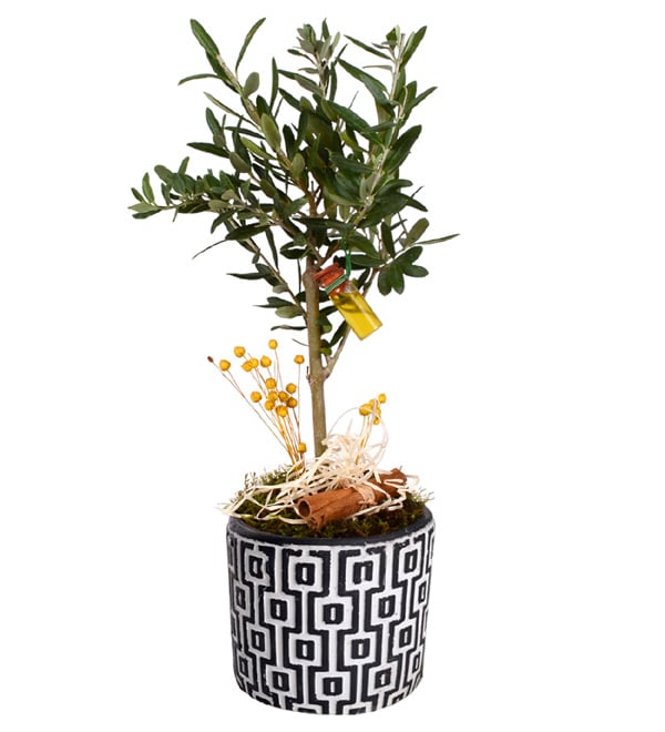 Green World Zeytin A�ac�