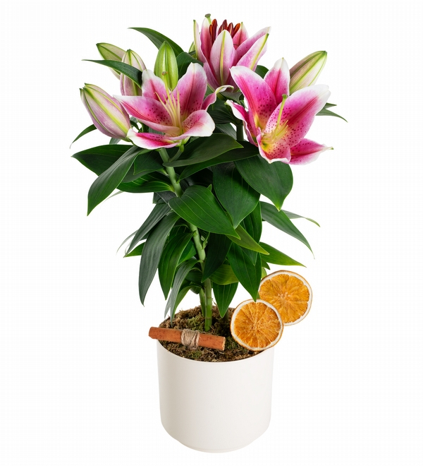 Elegance Serisi Saks�da Pembe Lilyum
