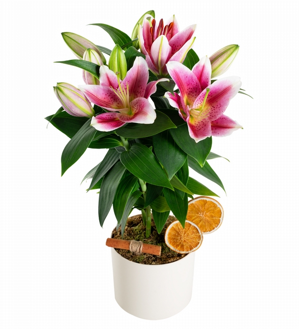 Elegance Serisi Saks�da Pembe Lilyum