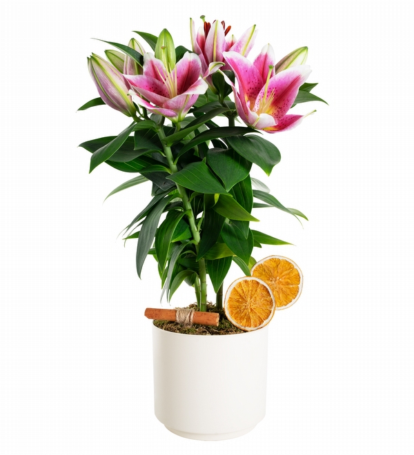 Elegance Serisi Saks�da Pembe Lilyum