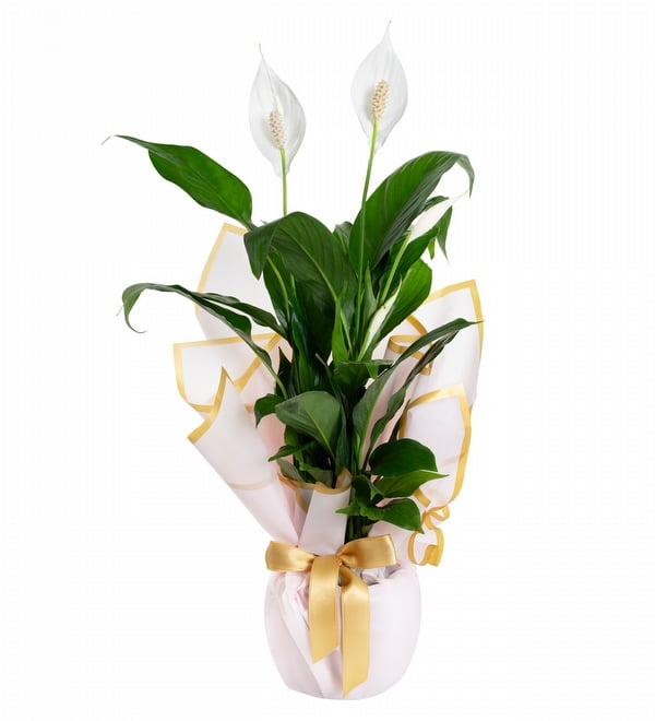 Buket Ka��tl� Spatifilyum Bitkisi