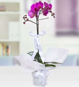 Mor Phalaenopsis Orkide