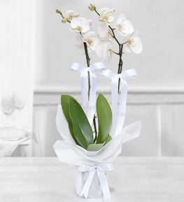�ift Dall� Orkide (Beyaz)