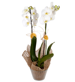 Phalaenopsis Beyaz Orkide