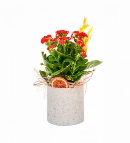 Beton Saks�da K�rm�z� Kalan�o