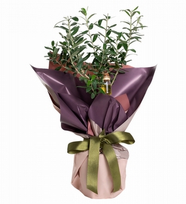 Renkli Ambalaj Ka��tl� Zeytin A�ac�