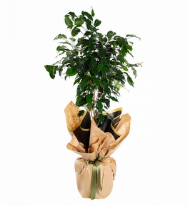 Kraft Ambalaj Ka��tl� Ficus Benjamin Bitkisi