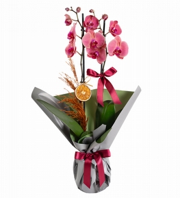 Gri Buket Ka��tl� Ate� Rengi Orkide