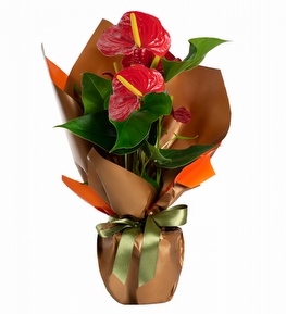 Ye�il Kurdeleli K�rm�z� Antoryum Bitkisi
